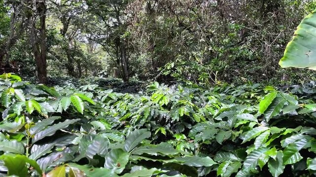 Lush Green Shade-Grown Coffee Plantation in Fusagasuga Colombia