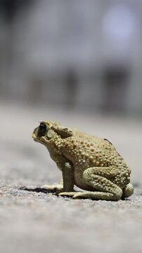 Common toad sitting on asphalt road at night, Asian common toad (Duttaphrynus melanostictus) with bumpy skin on dark street with car bokeh background, nocturnal wildlife, selective focus on amphibian.