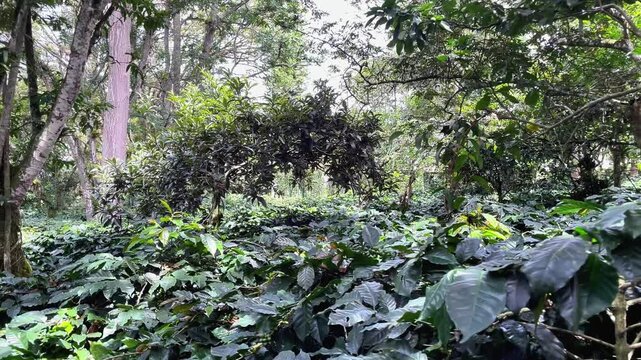 Lush Green Shade-Grown Coffee Plantation in Fusagasuga Colombia