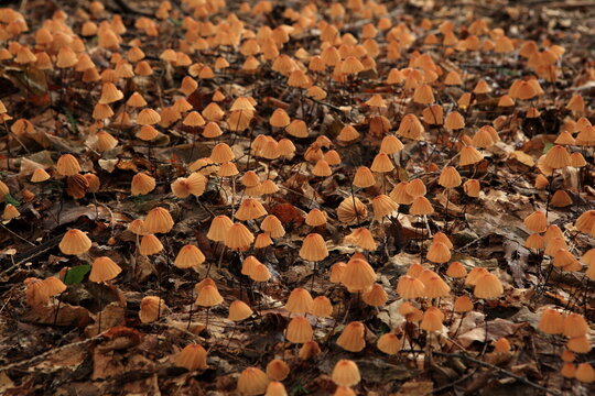 Marasmius siccus (Schw.) Fr.