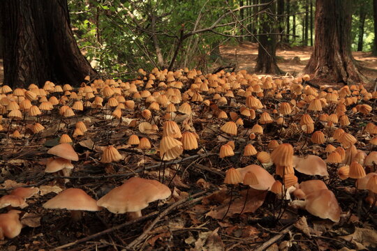 Marasmius siccus (Schw.) Fr.
