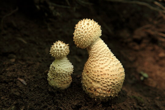 Amanita castanopsidis Hongo
