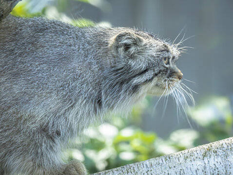 Manul - Chat de Pallas
