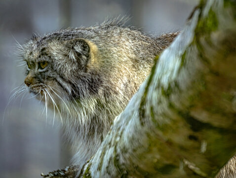 Manul - Chat de Pallas