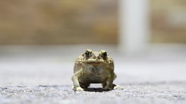 Front view of an Asian common toad sitting on the ground with selective focus on its eyes and bumpy skin, blurred background.