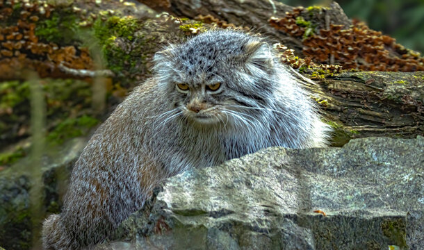 Manul - Chat de Pallas
