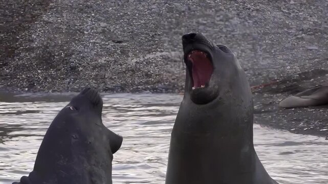 Elephant seals vocalize and interact on a rocky shore in shallow water