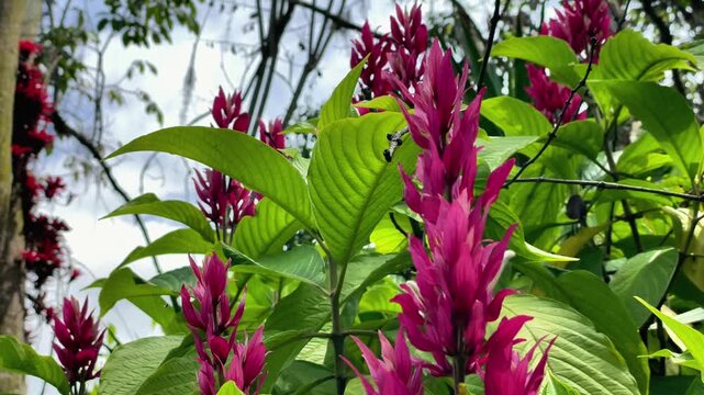 Bright Red Guzmania Lingulata Bromeliad Flower Close-Up