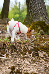 Fototapeta premium Small dog sniffing ground on rocky forest path. Curious Jack Russell terrier dog walks on trail in green forest. Concept of pet behavior curiosity and outdoor activity