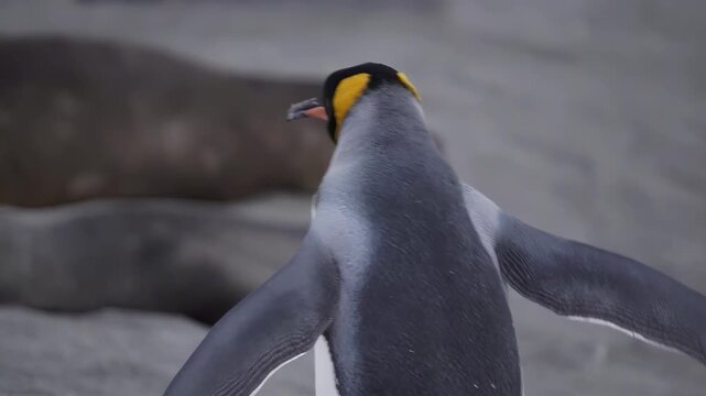 Close-up of a king penguin with distinctive yellow markings on its neck and head