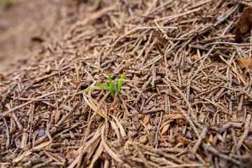 Fototapeta premium Ants in a forest anthill among dry twigs, pine needles and wood fragments. Concept of natural ecosystem, insect colony and woodland habitat.