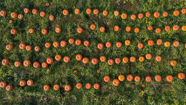 Aerial top view of orange pumpkin patch field rows on green vines ground in autumn harvest season, Halloween Thanksgiving farm agriculture and pumpkin picking background