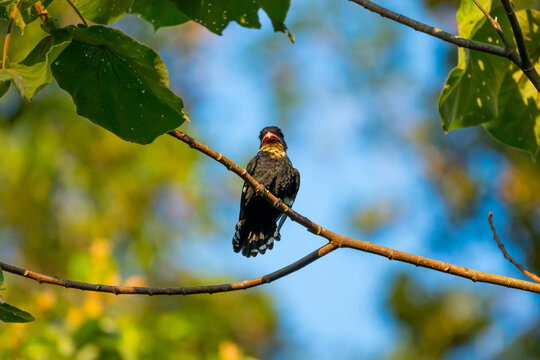 Dusky Broadbill The body is black, the neck to the upper chest is yellowish white. Big mouth, dark red pink, dark tip, dark pink eye skin The back has orange stripes.