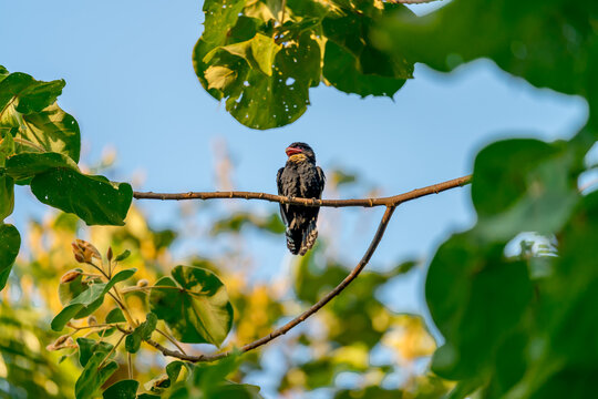 Dusky Broadbill The body is black, the neck to the upper chest is yellowish white. Big mouth, dark red pink, dark tip, dark pink eye skin The back has orange stripes.