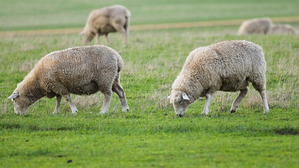 Obraz premium Sheep Grazing on Green Grass Along the Great Ocean Road in Australia