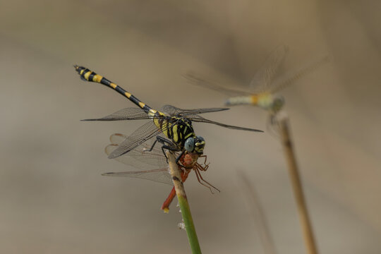 Tigertail dragonfly preying on Ruddy Marsh Skimmer in wetland habitat
