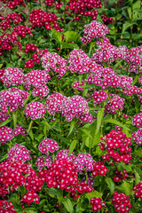 Obraz premium Vibrant clusters of pink and red flowers create a stunning display in a sunny garden