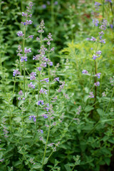 Fototapeta premium Vibrant purple flowers sway gently in a lush, green garden as sunlight filters through the leaves