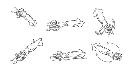 Fototapeta premium Hand-drawn squid set in various swimming poses