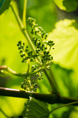 Obraz premium Vibrant green grapevine buds emerge in spring sunlight, signaling new growth and promise