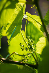 Obraz premium Sunny vineyard with budding grapes showcasing vibrant green leaves in the early afternoon light