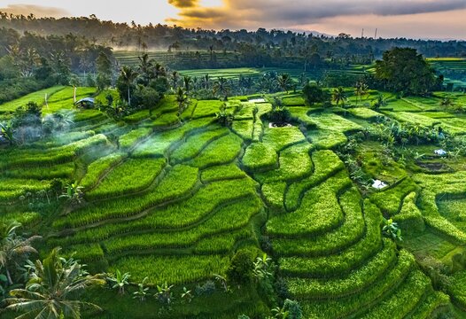 Lush Green Jatiluwih Rice Terraces in Tabanan, Bali, Indonesia, a UNESCO World Heritage Site.