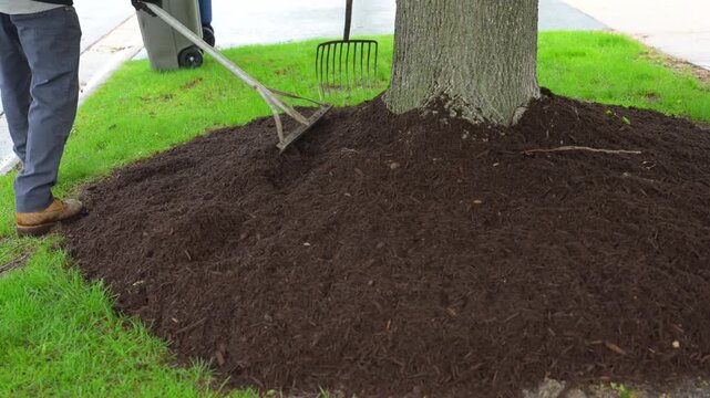 Landscaper raking fresh mulch around bushes in residential garden. yard maintenance work in suburban street 
