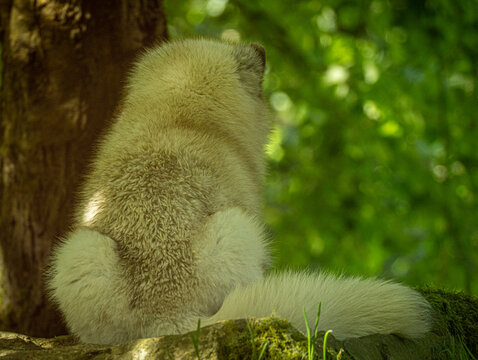 Renard polaire