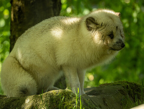 Renard polaire