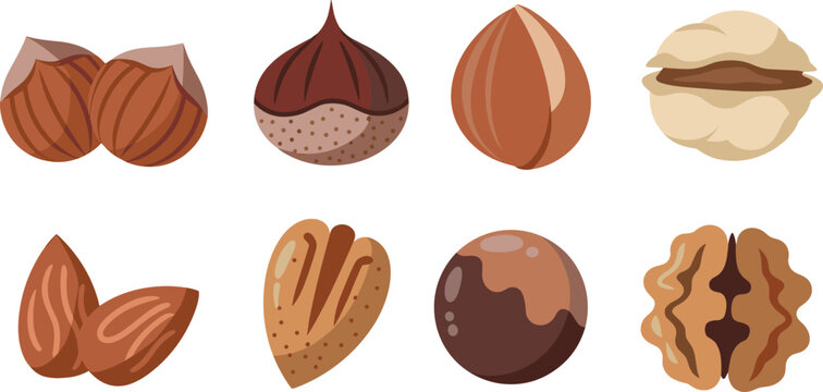 Flat vector illustration set of various nuts and seeds including walnut almond hazelnut macadamia and chestnut for healthy food