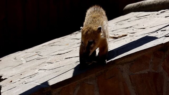 ​A charming coati curiously explores its surroundings, posing against a clear blue sky background at the zoo. This exotic animal showcases its long flexible snout and thick fur while enjoying a sunny 