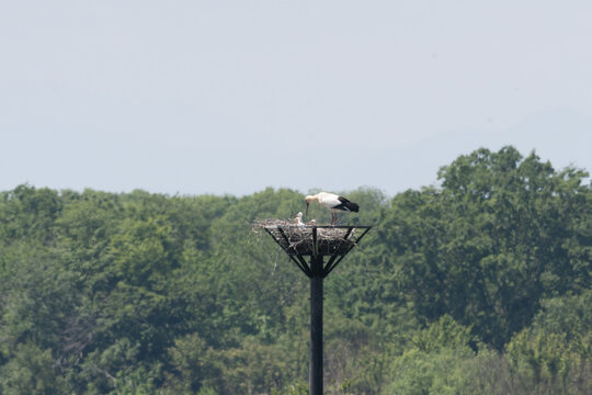 Oriental White Storks parent and children on artificial nest tower