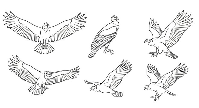 Andean Condor Vector Set in Various Flight Poses