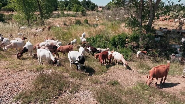 Handheld shot of a large herd of goats grazing in a sunny rural field