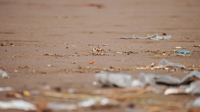 Small Ghost Crab Navigating a Sandy Shoreline Littered with Plastic Pollution and Marine Debris
