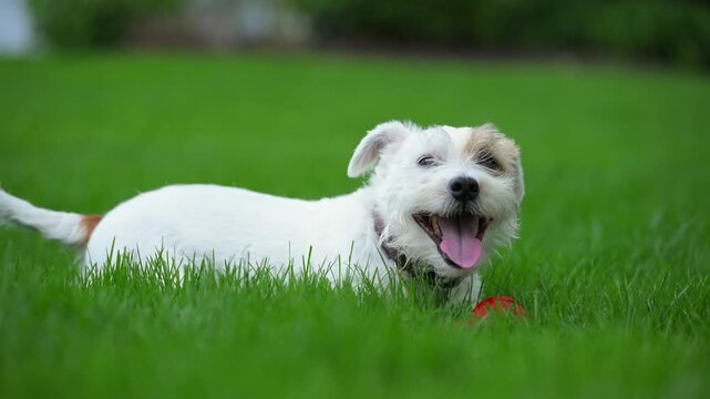 Close up view of Cute funny jack Russell terrier with red toy while laying on the green grass. 