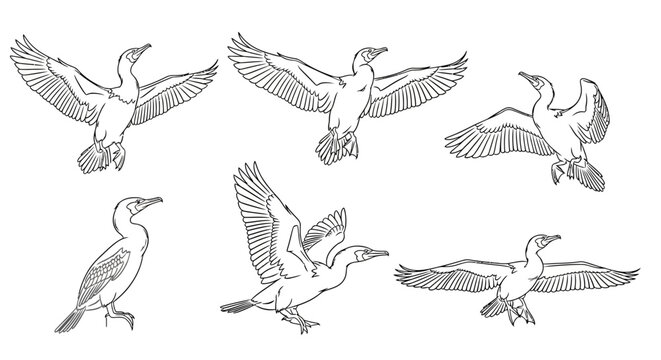 Cormorant Bird Sketches in Various Poses, Hand-Drawn Wildlife Art