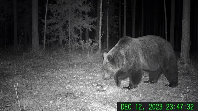 Bear doll with city ruin in background concept. A bear walking through a forest captured at night by a camera.