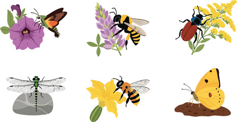 Fototapeta premium Collection of insects on flowers including bees butterflies dragonflies and beetles in a flat vector illustration style for nature and science concepts