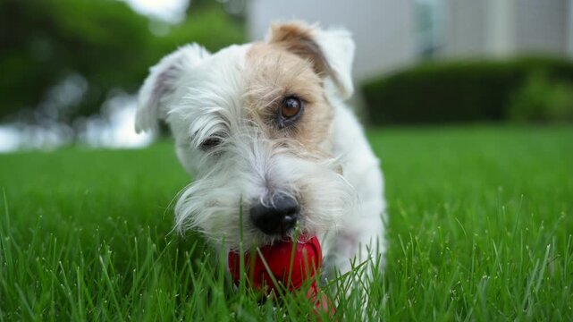 Close up view of Cute funny jack Russell terrier biting an red toy while laying on the green grass. 