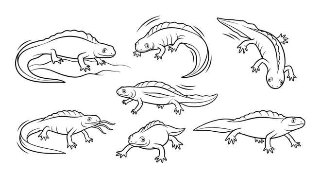 Set of Hand-Drawn Newt Illustrations in Various Poses