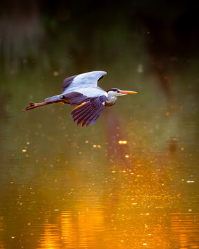 Grey Heron Flying Low Over Water at Sunset