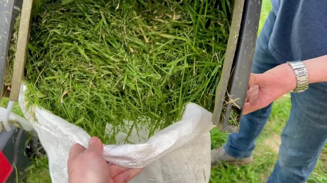 Close up of a man pouring mown grass from a lawnmower's grass catcher into a large sack in a sunny backyard garden.