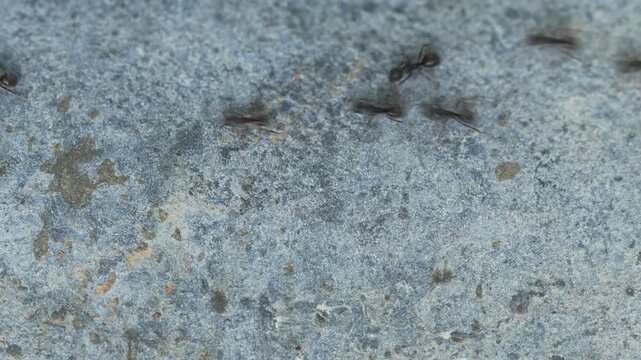 Chaotic Ant Movement on Grey Surface Close Up