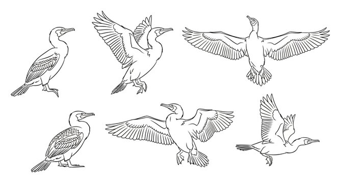 Cormorant Bird Sketches in Various Poses, Hand-Drawn Wildlife Art