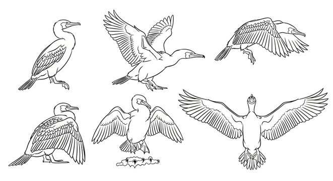 Cormorant Bird Set in Various Poses, Detailed Line Art Illustration