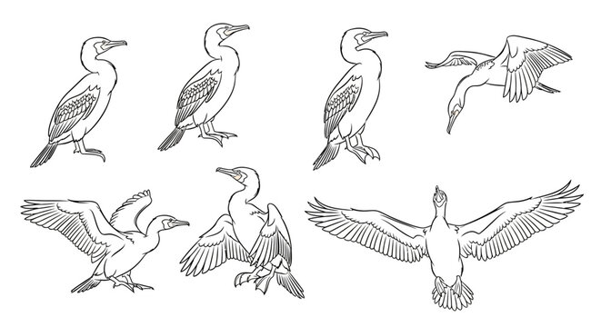 Cormorant Bird Line Art Sketches in Various Poses