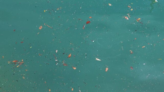 Floating Debris and Fallen Leaves in Turquoise Mediterranean Sea Water