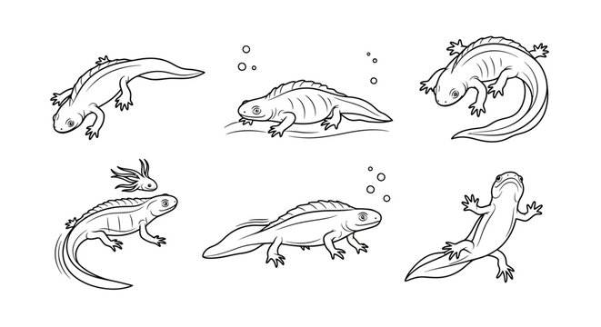 Set of Hand-Drawn Newt Illustrations in Various Poses