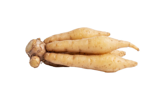 Fresh fingerroot or Chinese keys rhizome isolated on transparent background